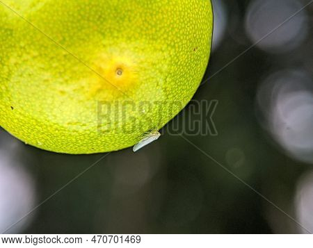 Jacobiasca Formosana, The Tea Jassid, Is An Insect Species Belonging To The Subfamily Typhlocybinae 