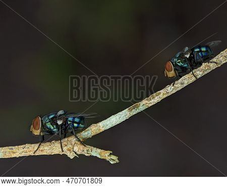 The Common Green Bottle Fly Is A Blowfly Found In Most Areas Of The World And Is The Most Well Known