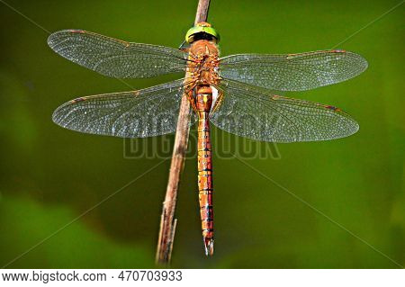 Little Insect Dragonfly Looks Very Attractive And Beautiful