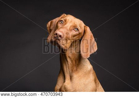 The Dog's Looks Is Amazing And So Cute