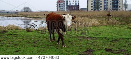 Hereford Cow With Mud On Its Feet Walks Towards The Photographer On A Floodplain Along The River Vec