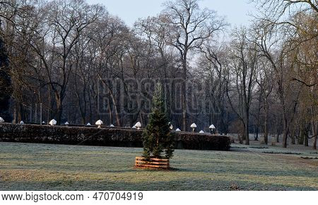 A Special Type Of Fixing Newly Planted Trees In The Park. Conifers Have Trunks Tied To Four Poles Fo