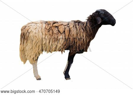 Side View Of Sheep Isolated On Background Gng