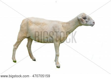 Side View Of Sheep Isolated On Background Gng