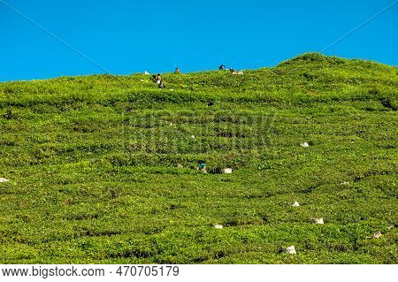 Boh Tea Centre, Cameron Highlands, Malaysia - 2023: The People Who Harvest The Tea Leaves At The Boh