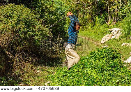 Boh Tea Centre, Cameron Highlands, Malaysia - 2023: Tea Leaves Plucker. Tea Production Process Utili