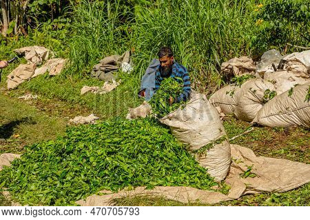 Cameron Highlands, Malaysia -2023: Tea Leaves Pluckers Of The Boh Tea Centre Are An Important Part O