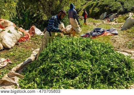 Boh Tea Centre, Cameron Highlands, Malaysia -2023: Tea Leaves Pluckers Of Boh Are Trained To Identif