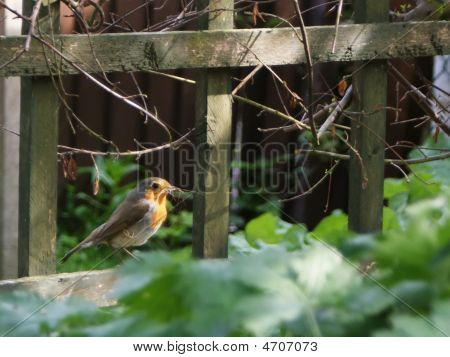 Robin erfassen für nest