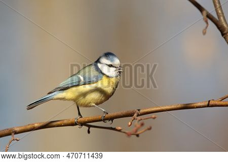 Blue tit bird Nature tree branch pet animal Nature background Nature animal pet Nature pet Nature birdie sunset Nature pet birds Nature animal Nature background animal titmouse Nature pet background autumn Nature background passerine Nature background.