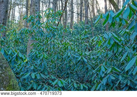 Thick Full Grown Rhododendron Bushes Growing On The Mountain In A Forest In The Shade In Winter Clos