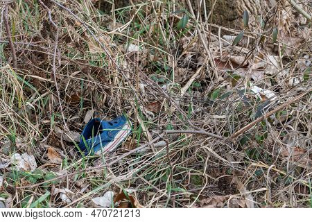 Single Blue Children Sandal Thrown Away In High Grass, Germany