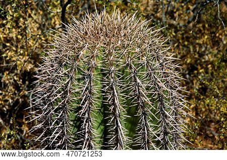 Arizona Barrel Cactus Ferocactus Wislizenii Close Up