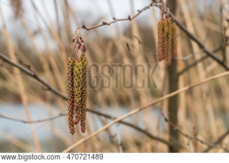 Hanging Birch Kittens On A Birch In Spring, Germany