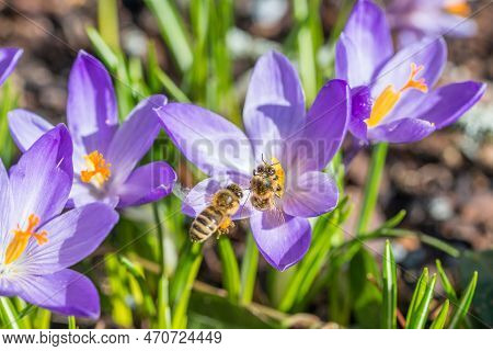 Violet Crocus Flowers In Spring With Flying Bees Collecting Honey, Germany