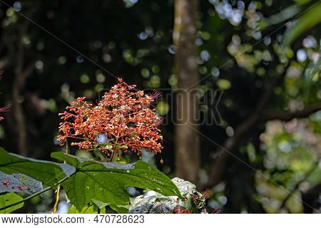 Inflorescence Of A Pagoda Flower, Clerodendrum Paniculatum