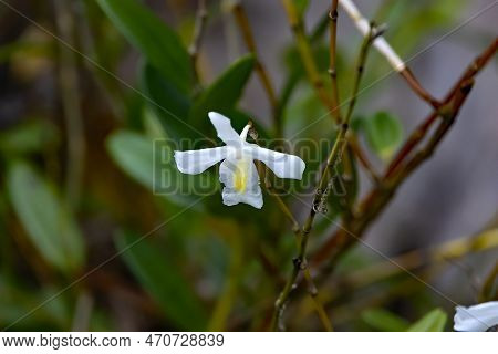 Pigeon Orchid, Dendrobium Crumenatum