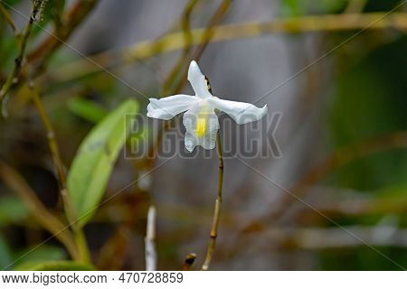 Flower Of A Pigeon Orchid, Dendrobium Crumenatum