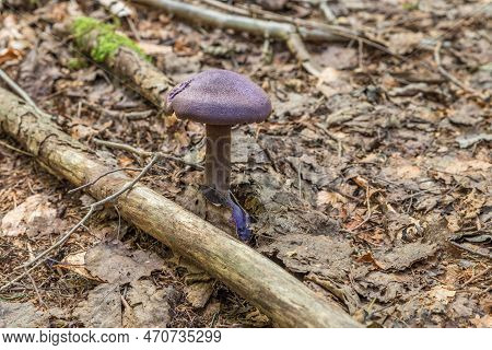 Violet Veil Mushroom (cortinarius Violaceus) In A Forest Grows From Leaves, Germany