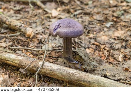 Violet Veil Mushroom (cortinarius Violaceus) In A Forest Grows From Leaves, Germany