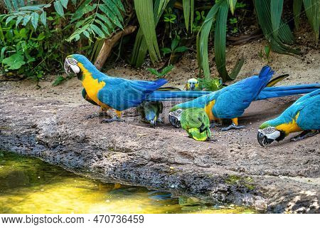 The Blue-and-yellow Macaw In Parque Das Aves Foz Do Iguacu Brazil Parana State. Ara Ararauna Also Kn