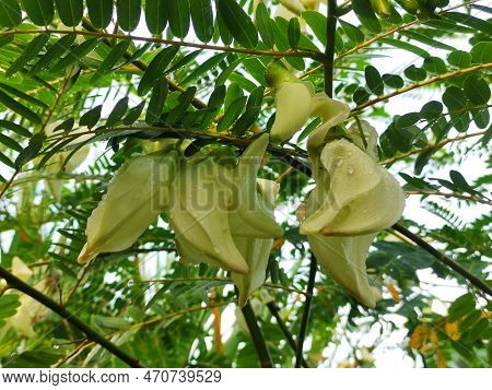 Close Up Of Turi Flower (sesbania Grandiflora), Which Is Beautiful And Edible