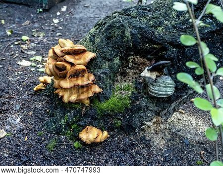 Mushrooms Growing On The Trunk Of An Old Tree