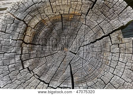 Holz Querschnitt Hintergrund. Natürliche Holz Textur.