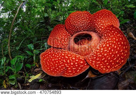 Rare Blossom Rafflesia Arnoldii In Deep Forest