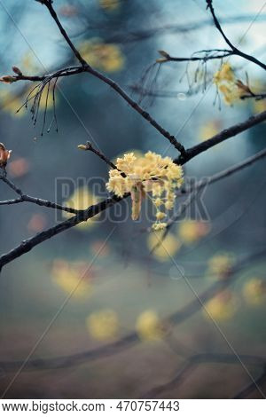 Close Up Limeflowers Blooming In Midsummer Concept Photo. Bare Branches With Flowers. Front View Pho