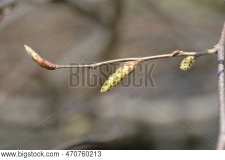 European Hop Hornbeam Branch With Flower Buds