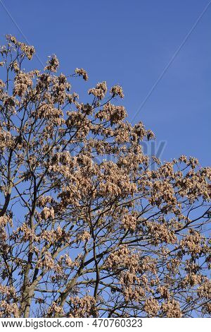 Tree Of Heaven Tree Branches With Dry Seeds