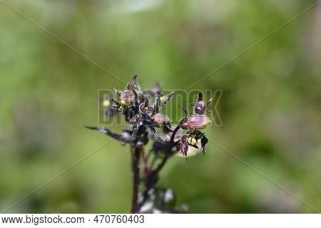 Foxglove Beardtongue Husker Red Flower Buds In The Spring