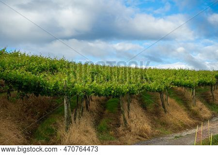 Vineyard Plantation On Sunny Day, Basque Country Spain. Way Of Saint James, El Camino De Santiago