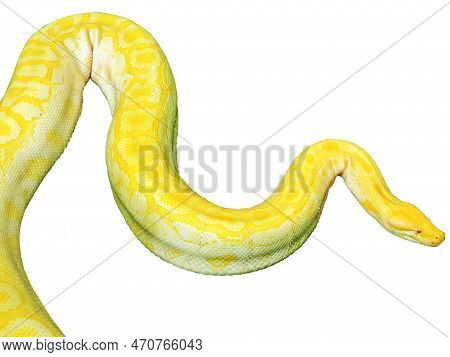 Closeup And Clop Giant Gold Boa Snake Isolate On White Background And Make With Clipping Paths.