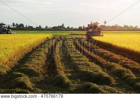 Combine Harvesters Are Harvesting Golden Rice In The Farmer's Fields To Sell And Send To Industrial 