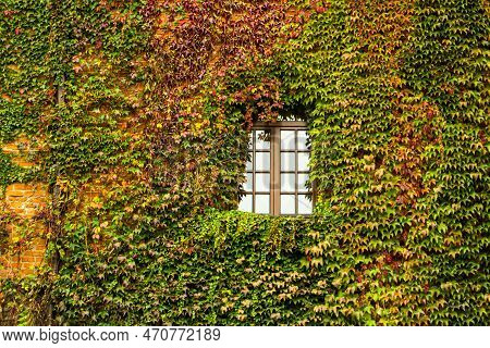 The Window Of The House Is Overgrown With Ivy. Green, Red And Yellow Leaf. Facade Of The Building Wi