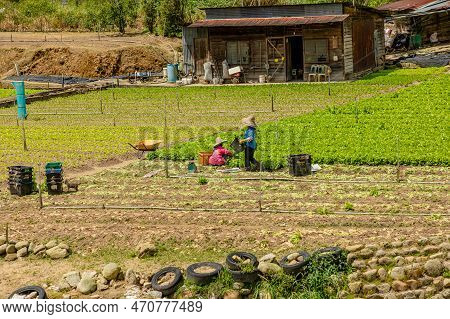 Cameron Highlands, Malaysia - 2023: Farmers In Cameron Highlands Are Collecting Produce From Their V
