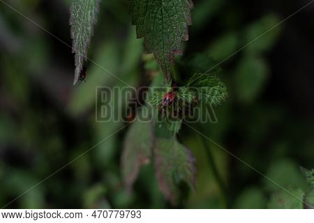 Pyrrhocoris Apterus. Red Bug On A Branch Of Nettle In The Shade On A Blurred Dark Green Background. 