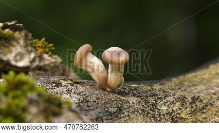 Young Oyster Mushrooms On A Tree Trunk.