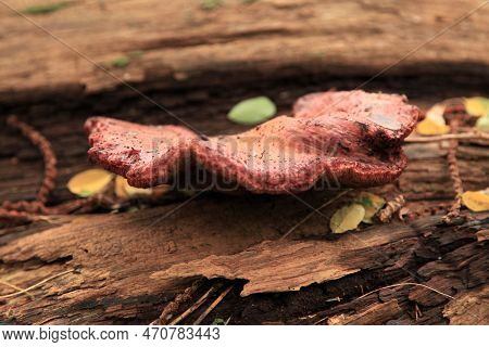 Close-up On A Tongue Mushroom (fistulina Hepatica) Growing On A Tree Trunk In The Woods.
