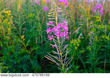A Fireweed Flowers On Meadow, Selective Focus. Bloom Fireweed Plant For Publication, Design, Poster,
