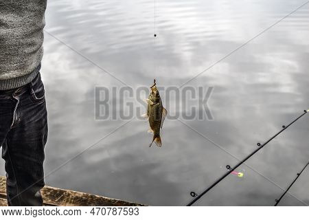 A Fisherman Caught A Crucian Carp In The Pond. A Goldfish Hangs On A Fishing Line With A Hook Agains