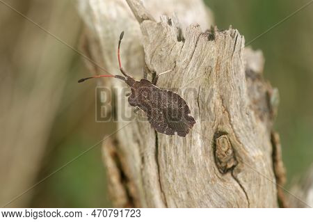 Natural Closeup On A Boat Shield Bug, Enoplops Scapha, Warming Up In The Sun On A Wooden Pole