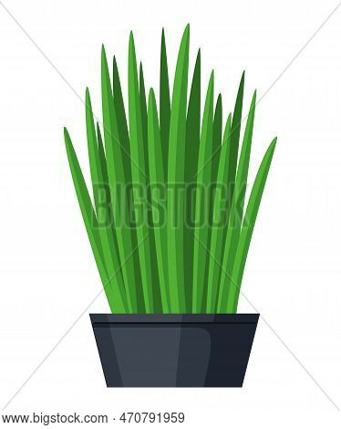 Growing Grass In A Pot. Plants For Interior Office Or Home. Isolated On White Background. Stock Vect