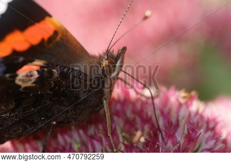 Natural Closeup On A Colorful Red Admiral Butterfly, Vanessa Atalanta On A Purple Eupatorium Flower