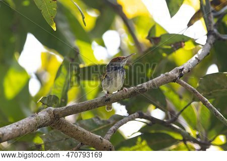 A Dark Necked Tailorbird, Orthotomus Atrogularis, In A Tree.