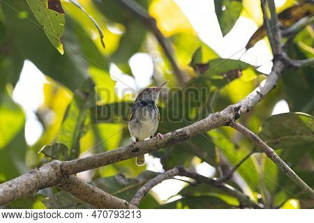 A Dark Necked Tailorbird, Orthotomus Atrogularis, In A Tree.
