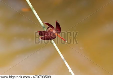 A Common Parasol Dragonfly, Neurothemis Fluctuans, On A Branch.