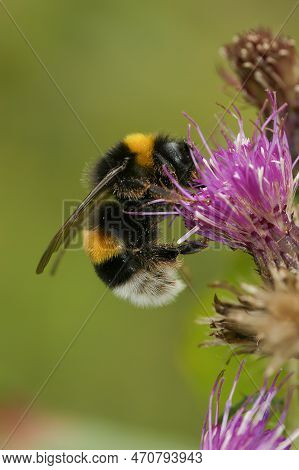 Natural Detailed Vertical Closeup On A Queen Buff-tailed Or Large Earth Bumblebee, Bombus Terrestris